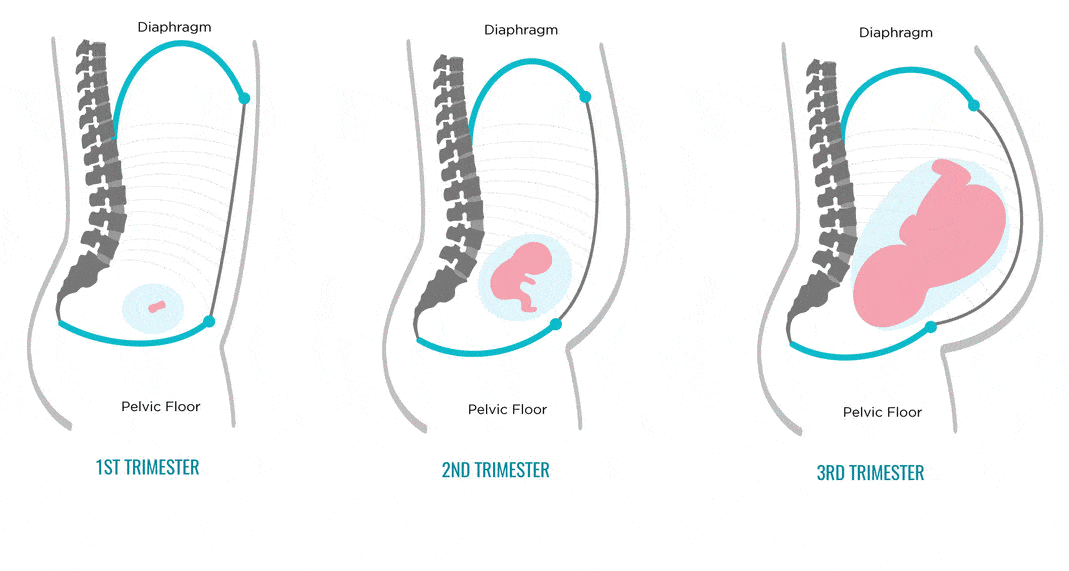 How Pregnancy Changes Your Core + Pelvic Floor Balance365